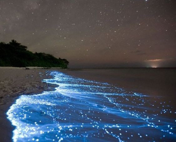 Bioluminescent Water